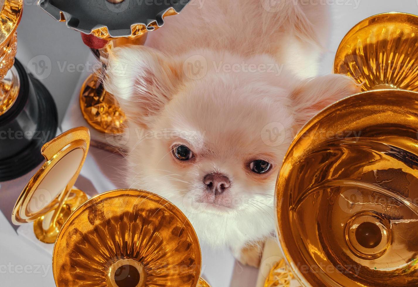 crème chihuahua parmi les coupes en or photo