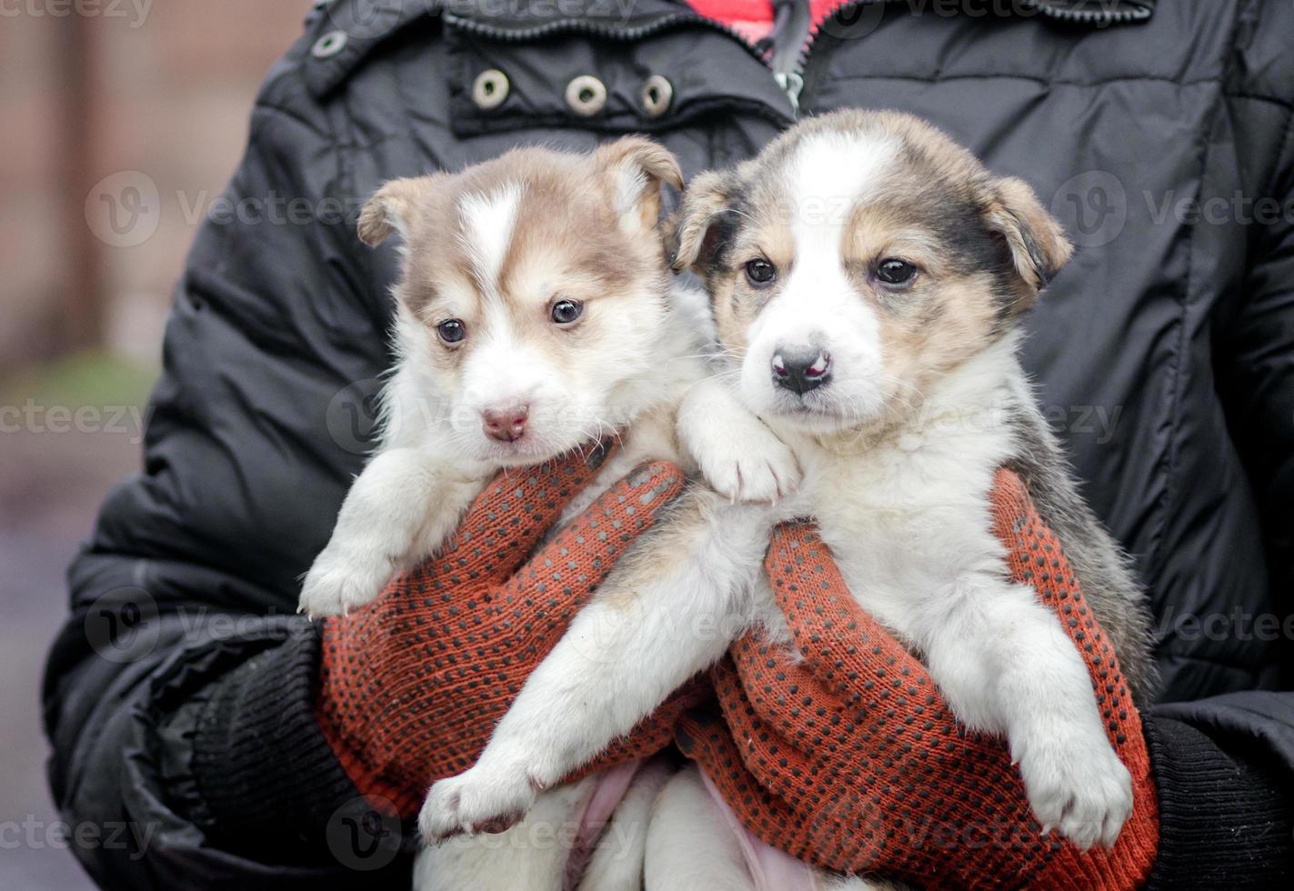 deux petits chiots entre des mains humaines photo