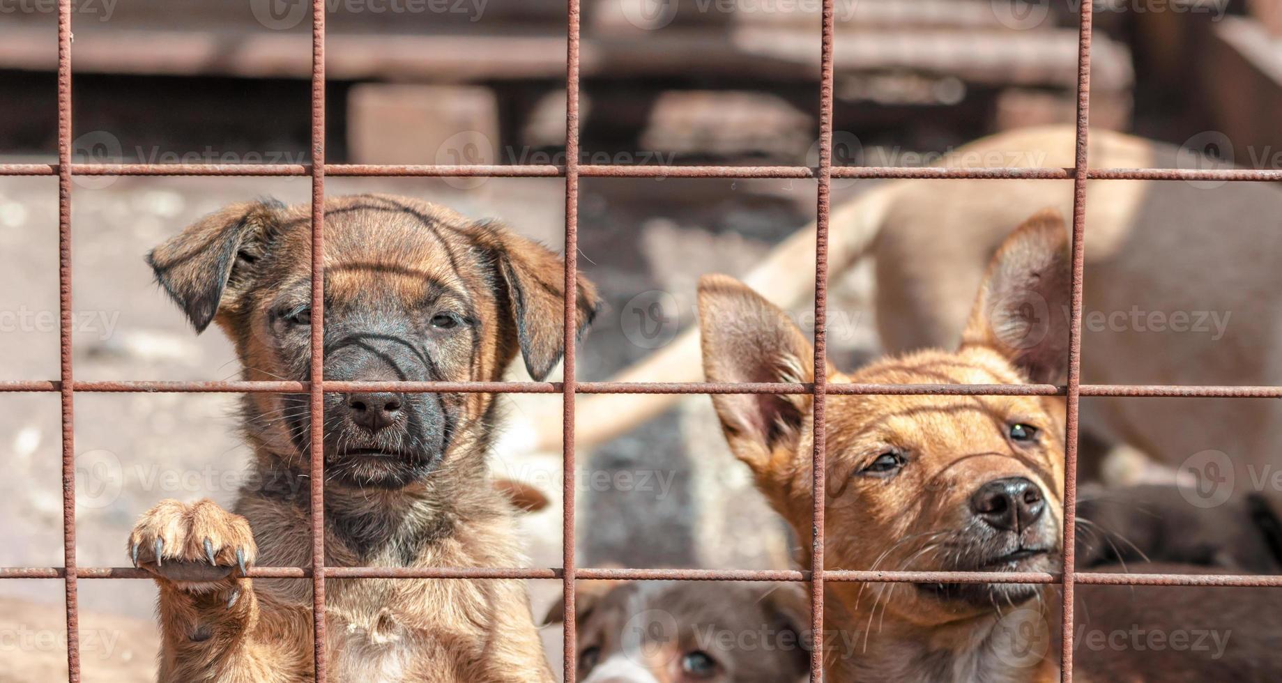 chiots derrière une clôture photo