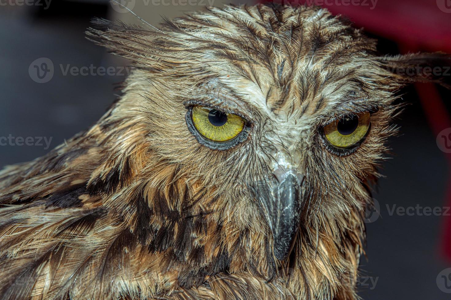 fermer visage de un Aigle hibou oiseau avec en colère à la recherche photo