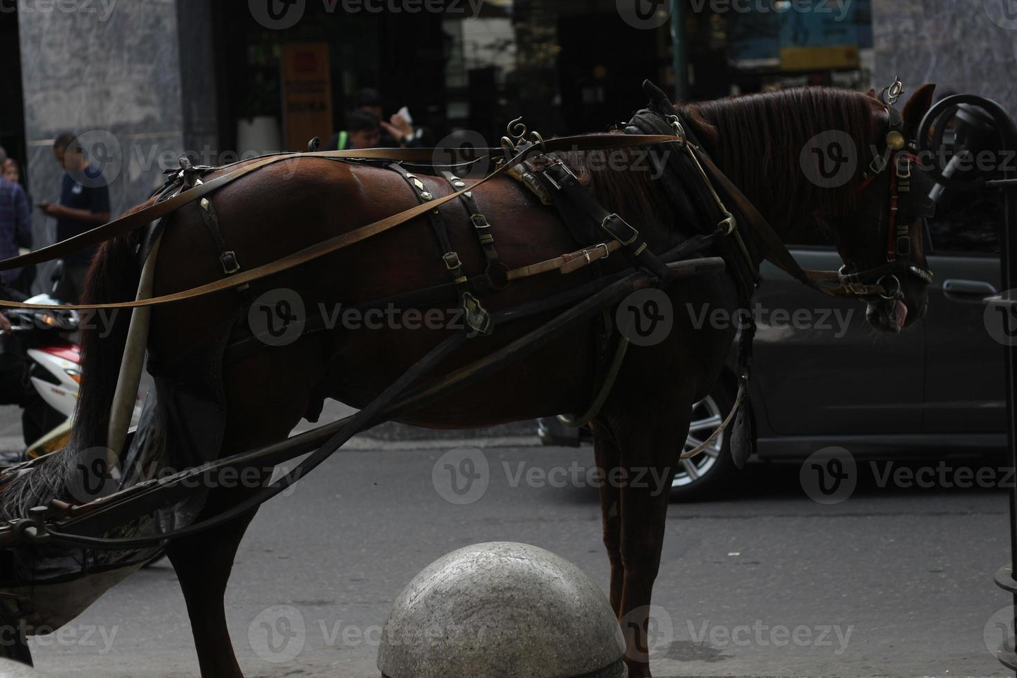 delman cheval sur le rue photo