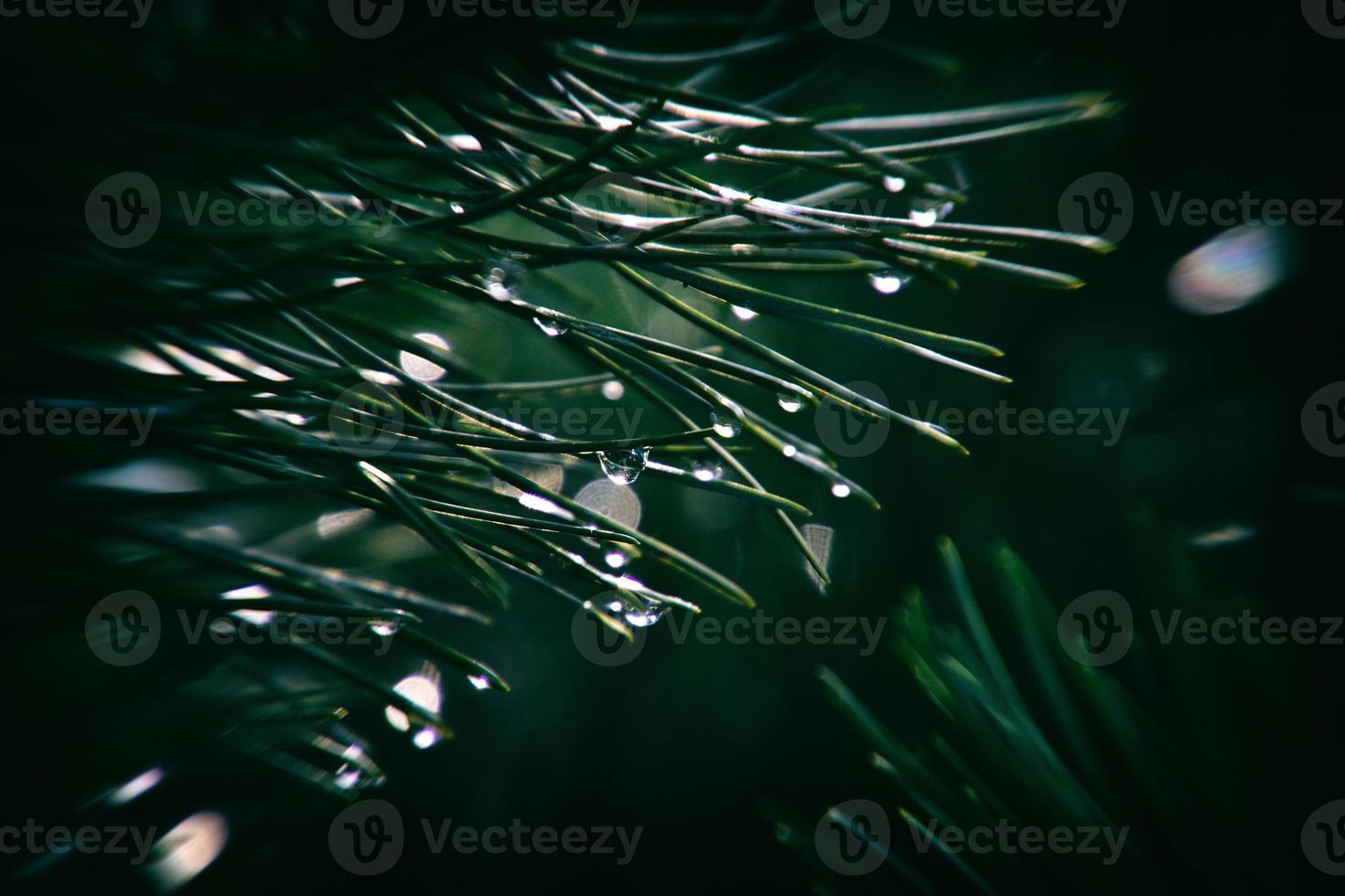 pin branche avec gouttes de l'automne pluie dans le l'automne Soleil photo