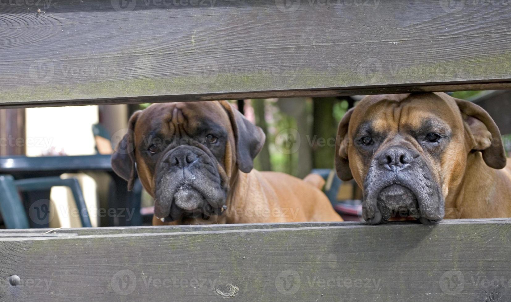 marron tête chien éleveur boxeur à la recherche par une en bois clôture photo