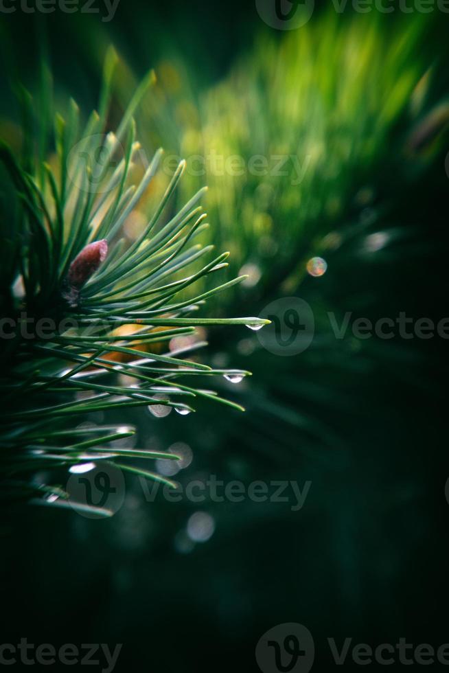 pin branche avec gouttes de l'automne pluie dans le l'automne Soleil photo