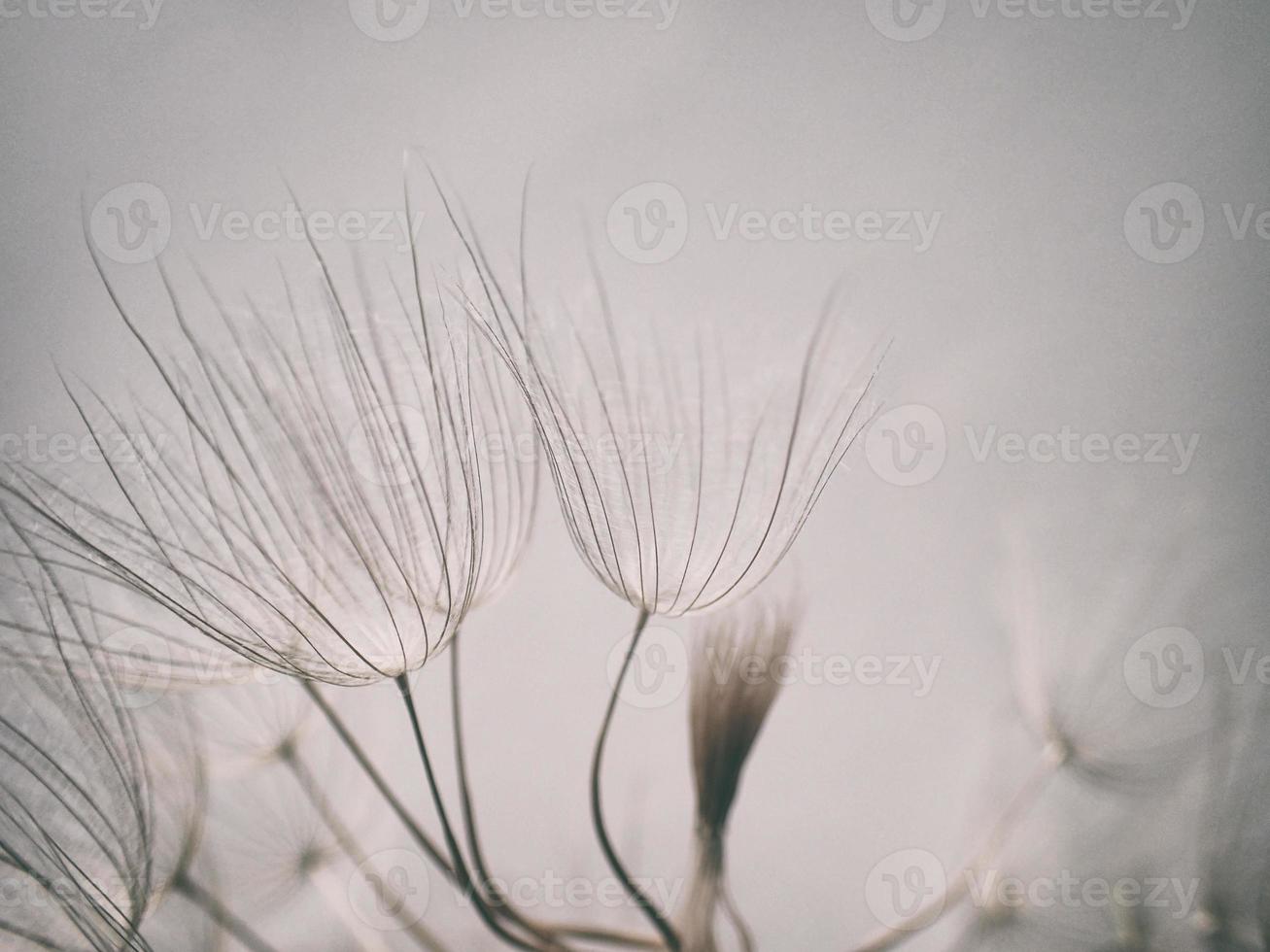 magnifique été Naturel fleur pissenlit dans fermer photo