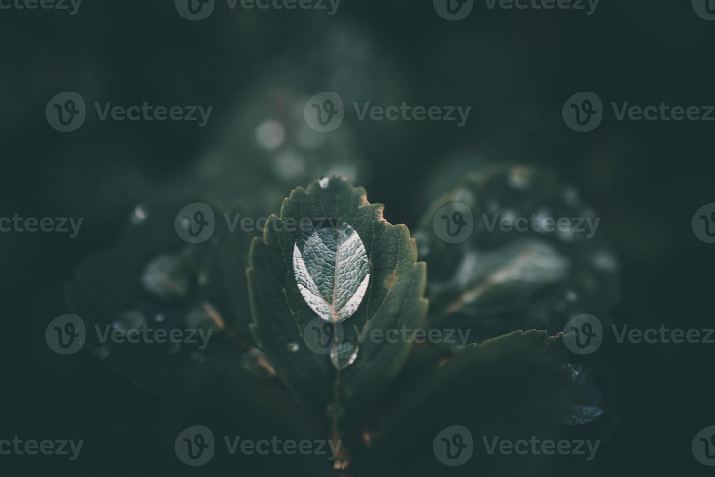 pluie gouttes dans fermer sur le feuilles de le plante photo