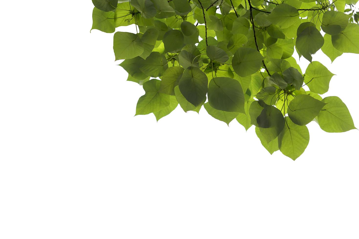 feuilles vertes et branches isolées sur fond blanc photo