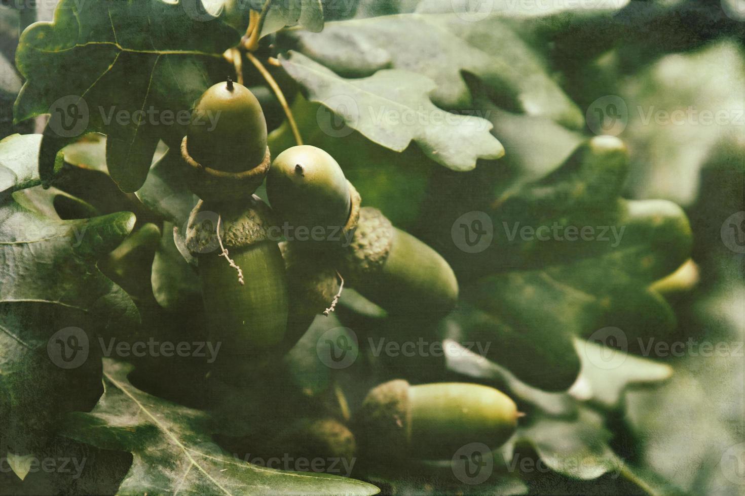 vert l'automne glands sur le branche de un chêne parmi le feuilles photo