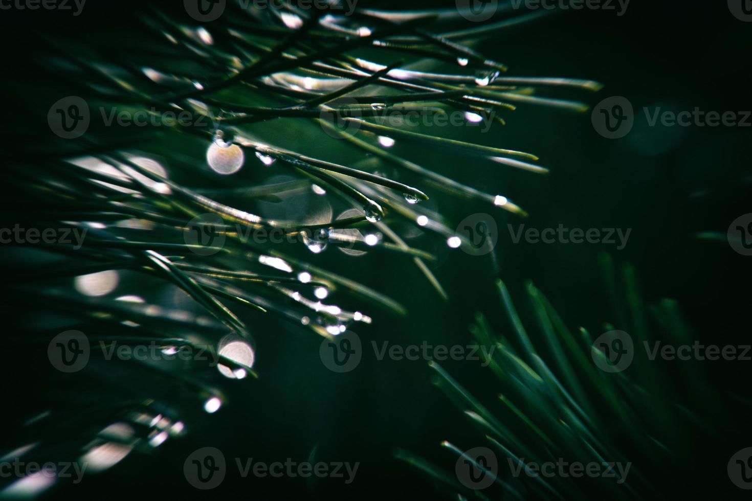 pin branche avec gouttes de l'automne pluie dans le l'automne Soleil photo