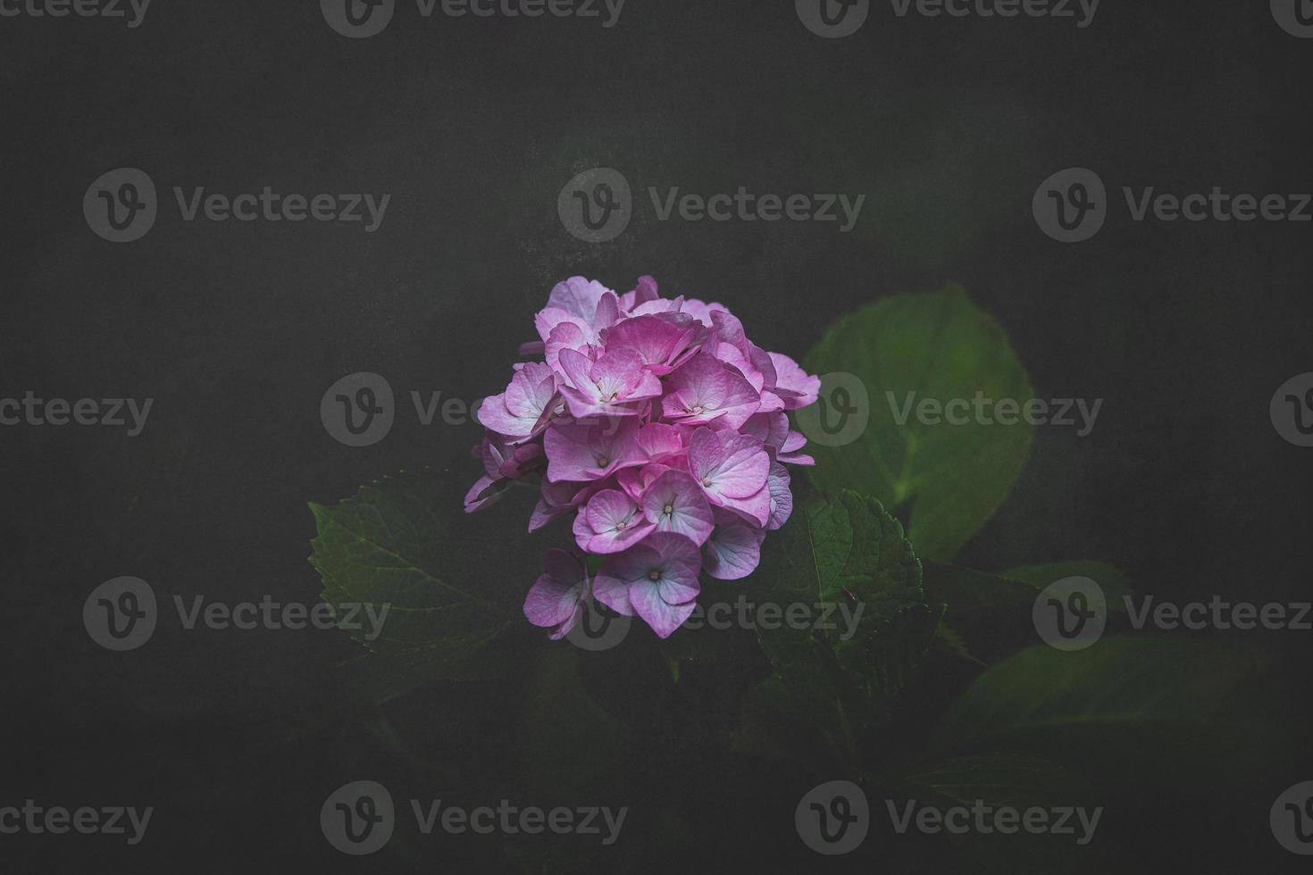 fleurs rose hortensia dans le jardin contre le Contexte de vert feuilles fermer photo