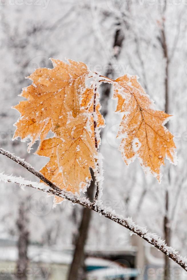 feuilles d'hiver couvertes de neige et de givre photo