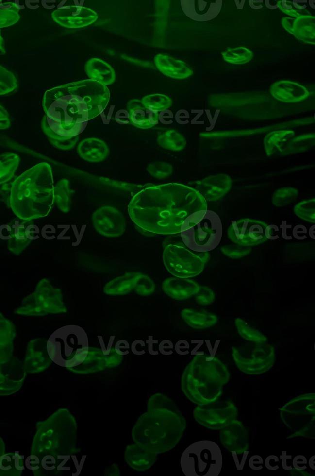 méduses dans l'eau photo