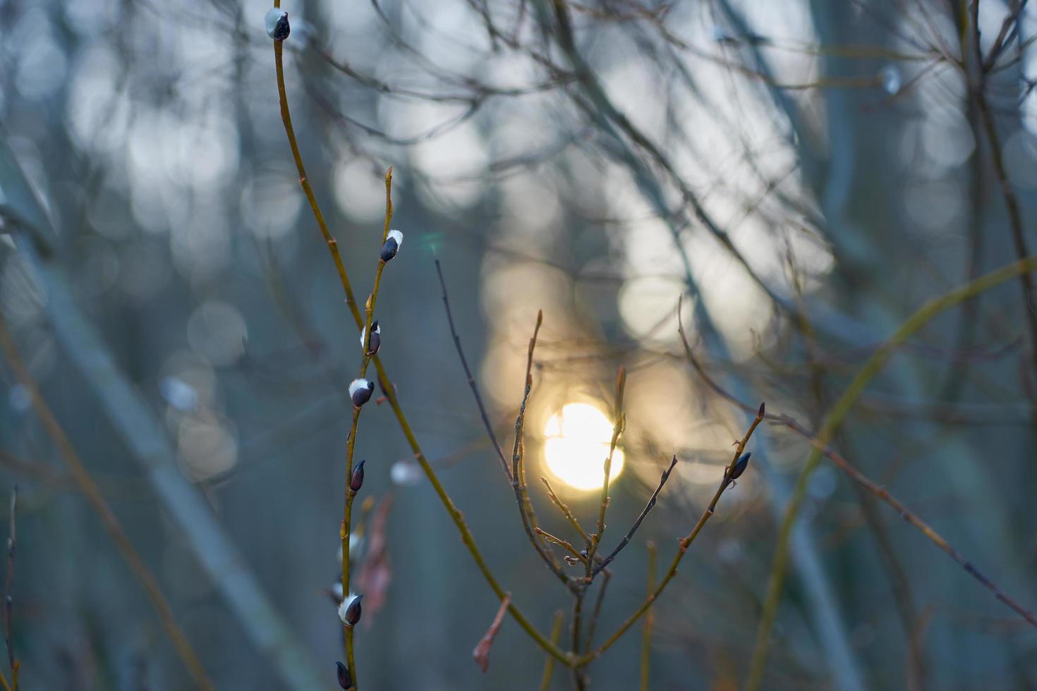 saule au coucher du soleil photo