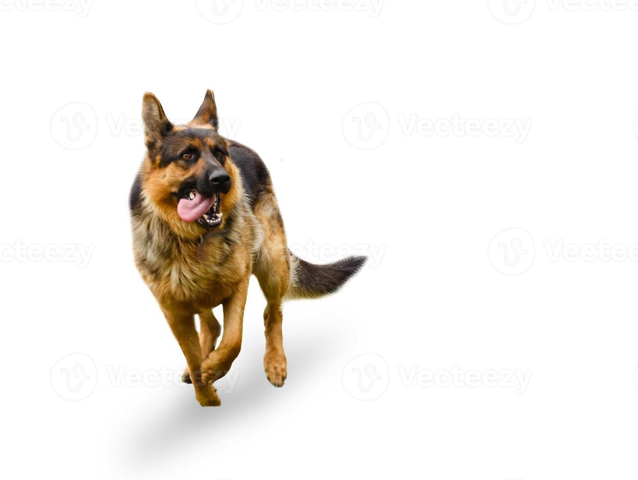 allemand berger chien dans sauter isolé plus de une blanc Contexte photo