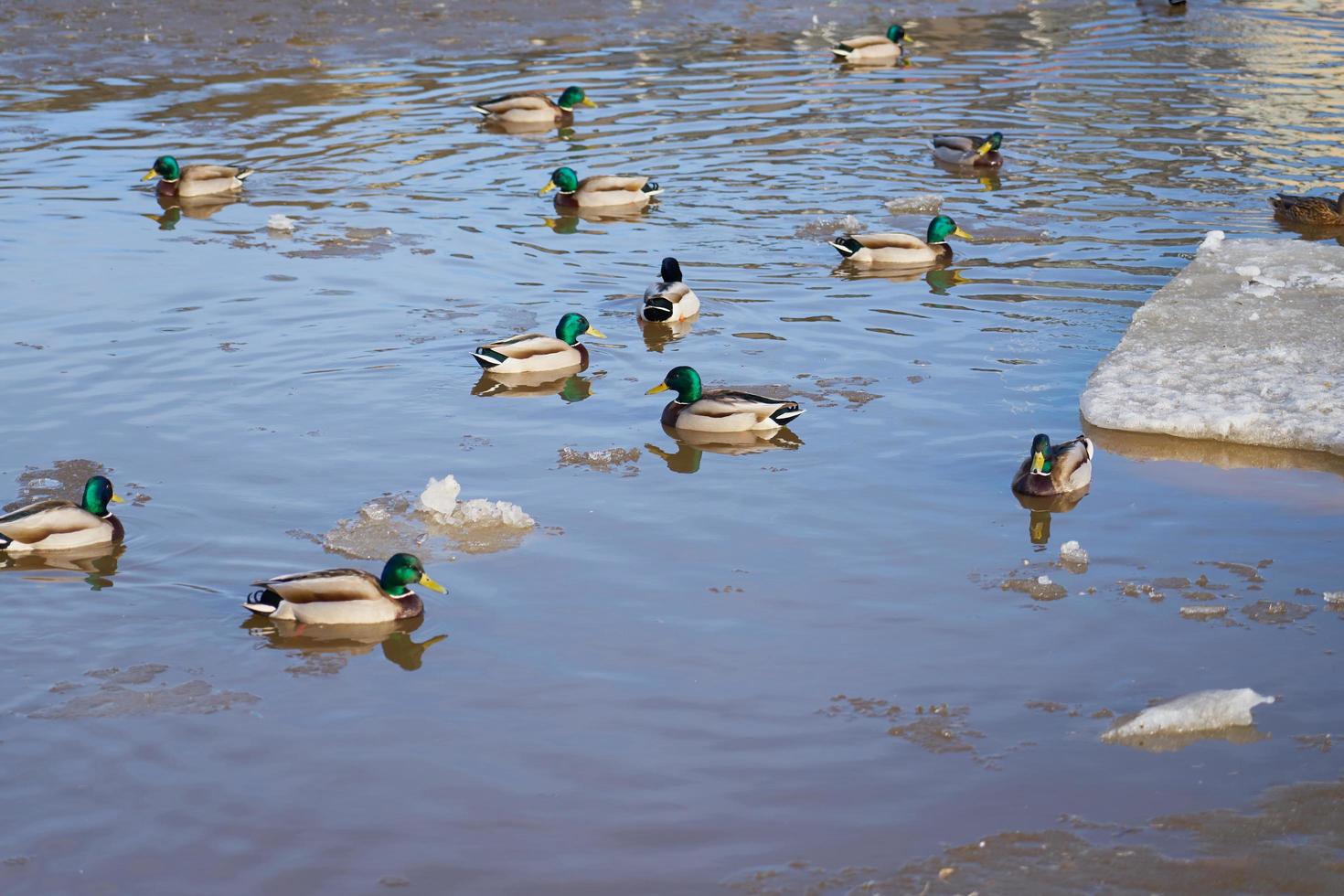 canards sur la rivière photo