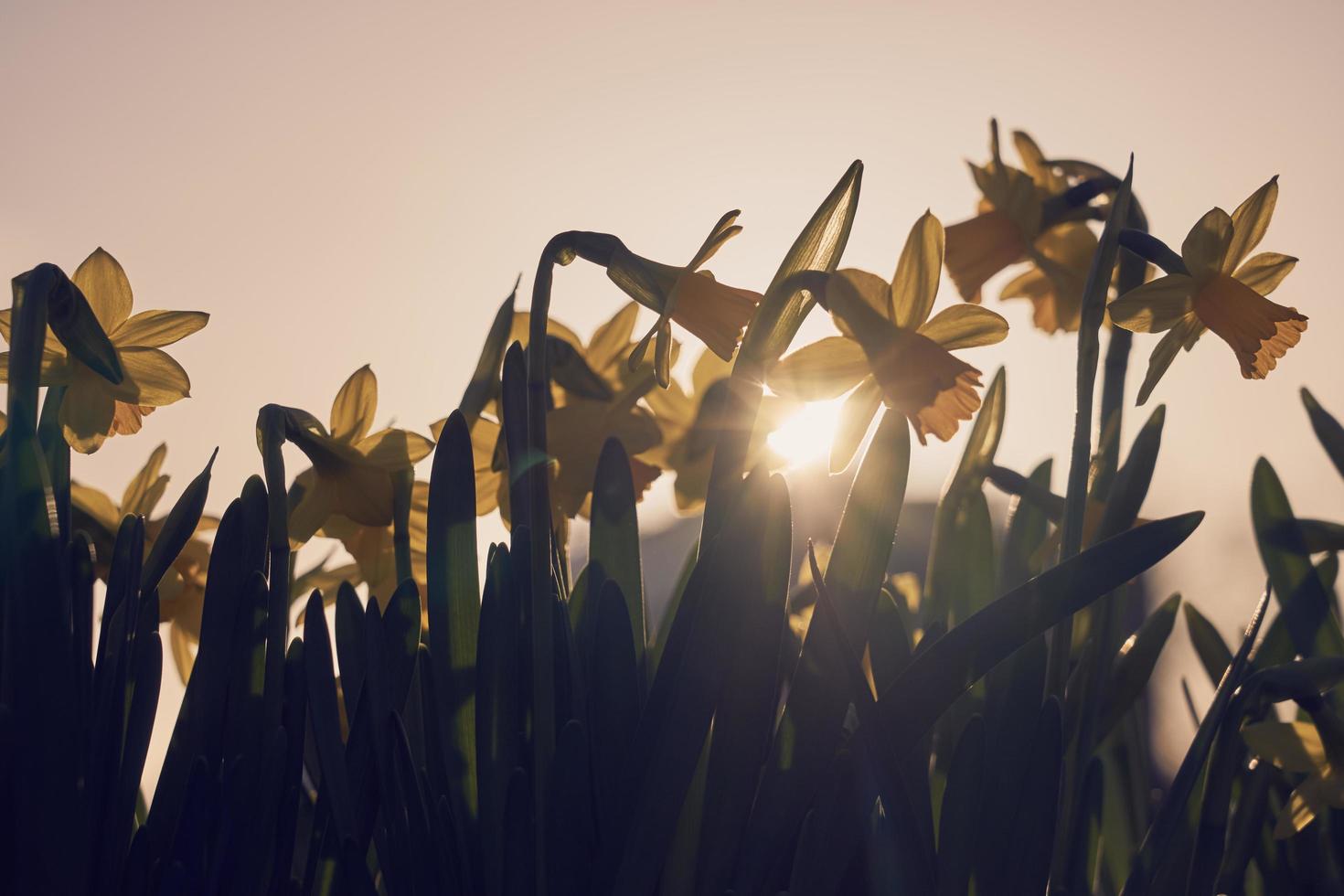 narcisse jaune au printemps photo