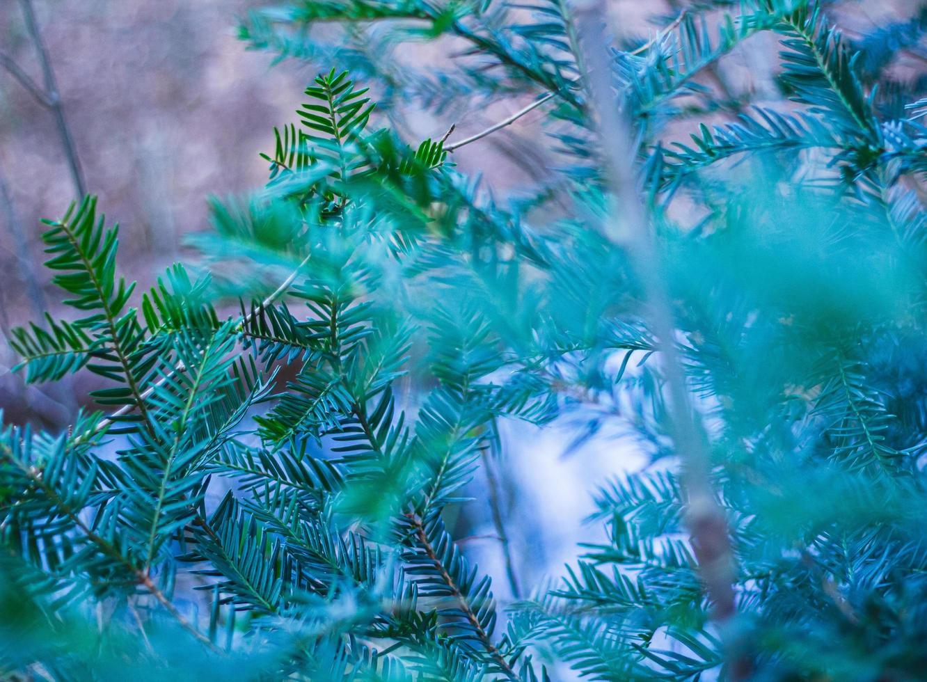 résumé, feuilles de pin vert photo