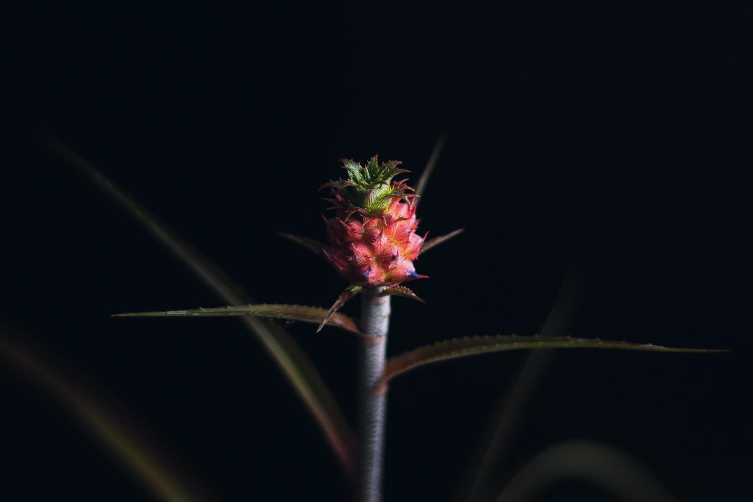 petit ananas rouge sur fond noir photo