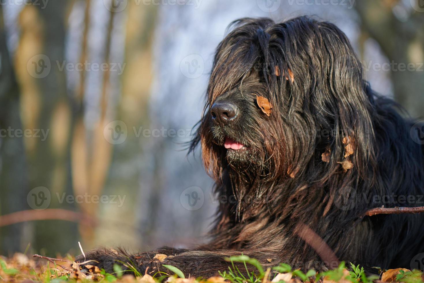 chien de berger noir avec des feuilles photo
