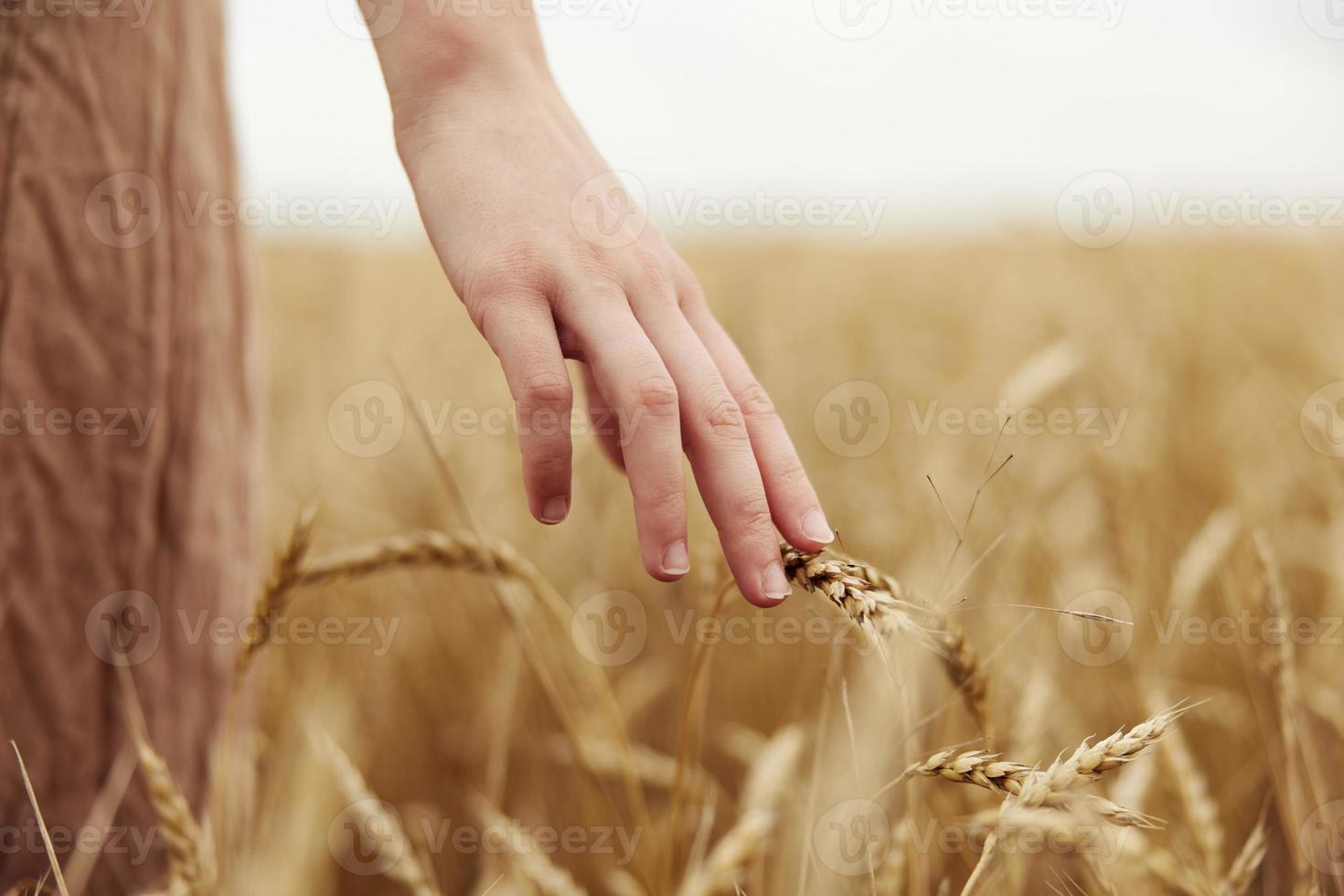 femme mains seigle ferme la nature l'automne saison concept photo