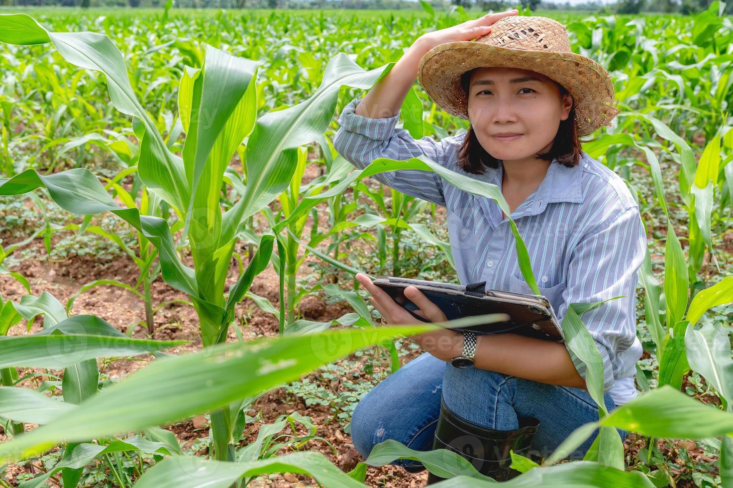femelle agriculteur travail à blé ferme, collecte Les données sur le croissance de blé les plantes photo