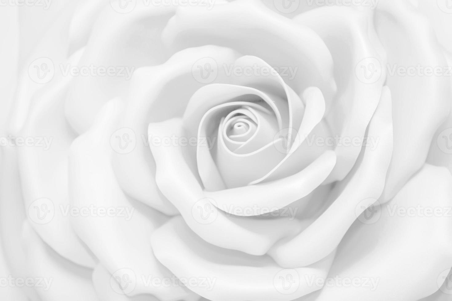 blanc Rose grand. Contexte lumière magnifique fleur. photo