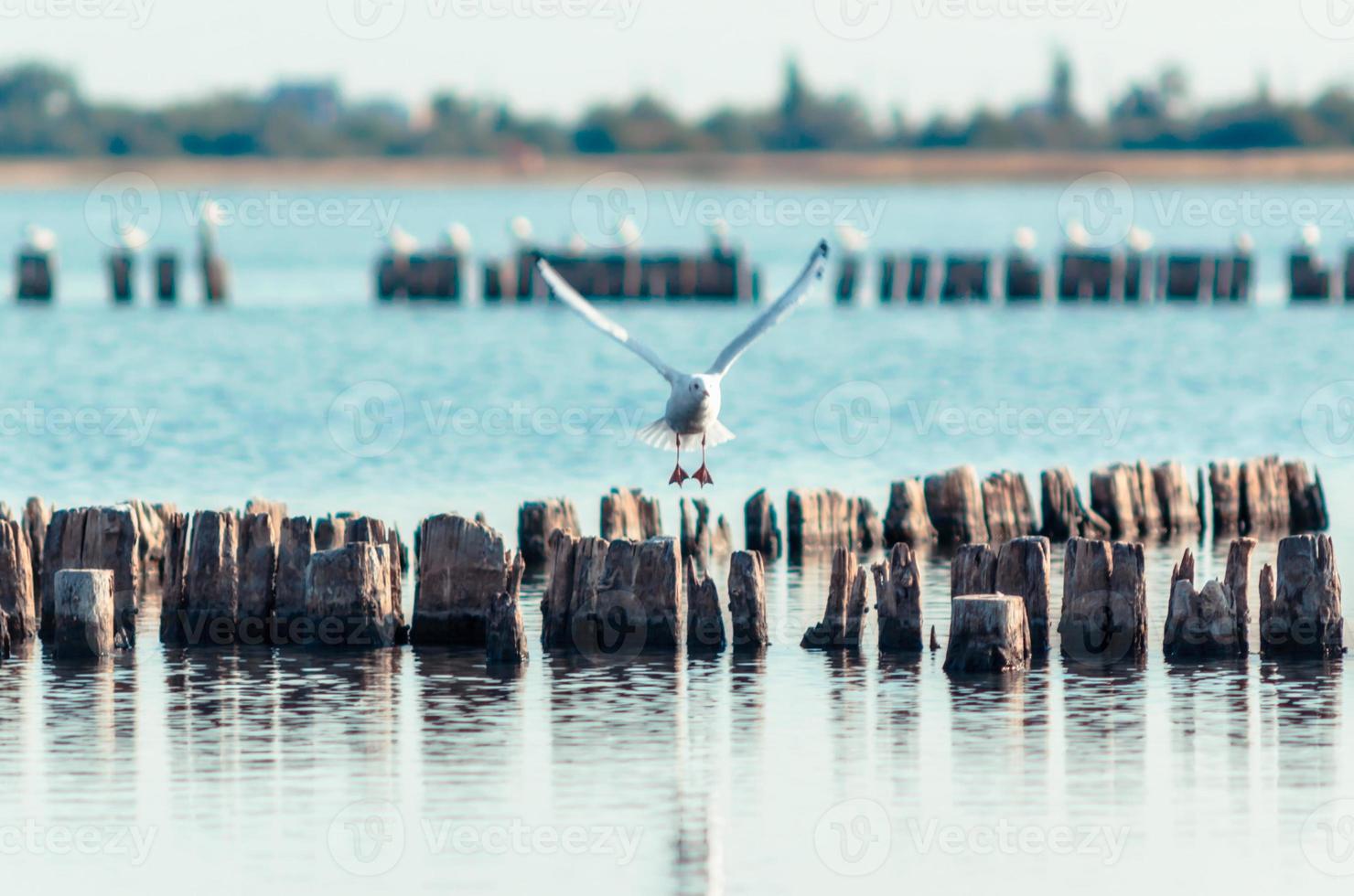 mouette survolant des poteaux en bois photo