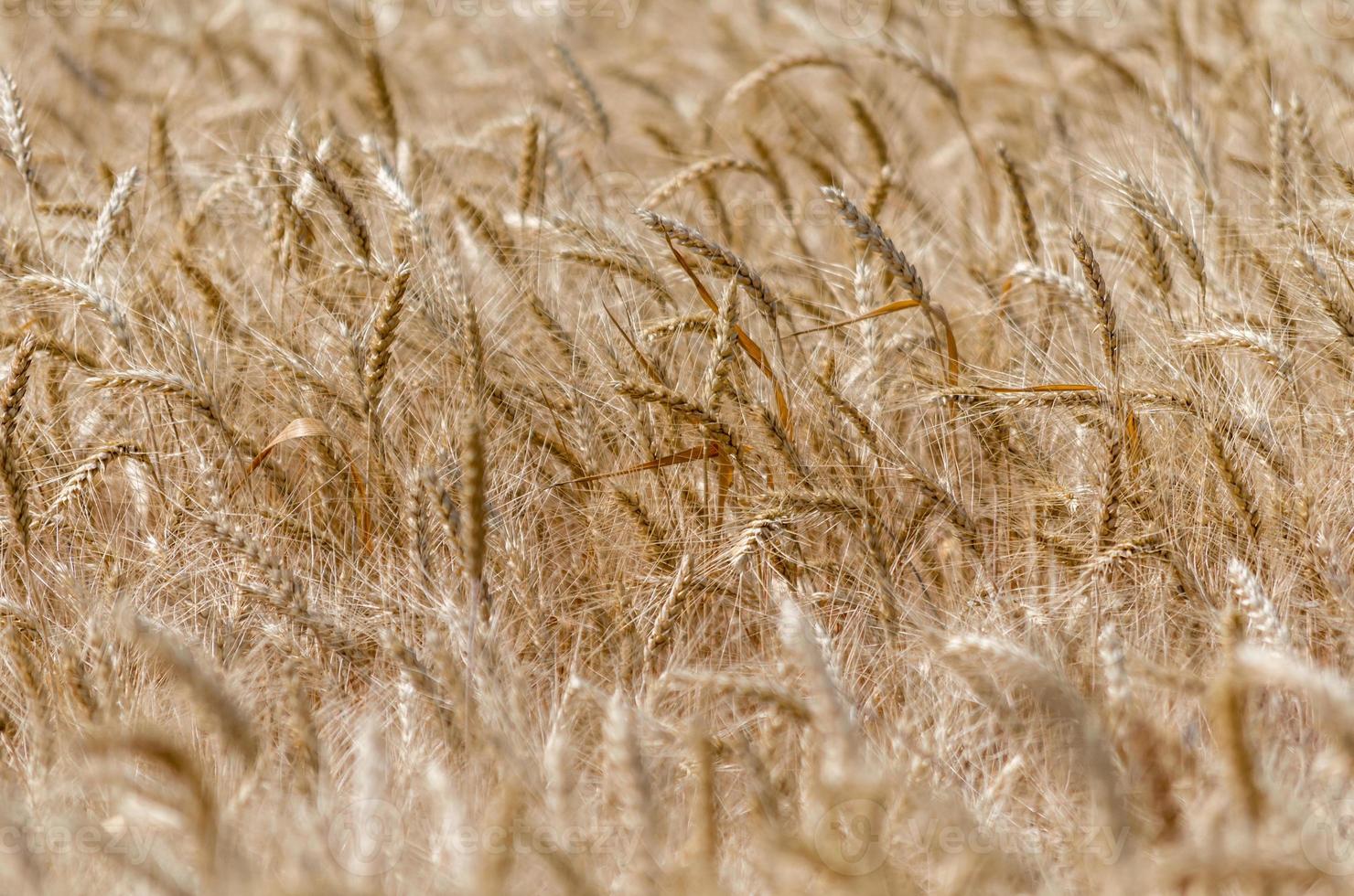 texture de champ de blé photo