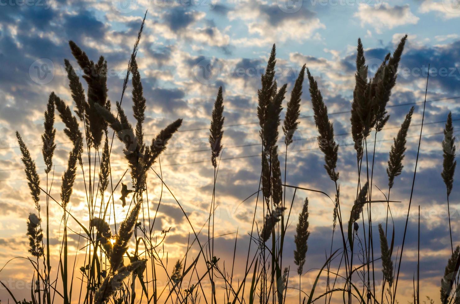 blé au coucher du soleil photo