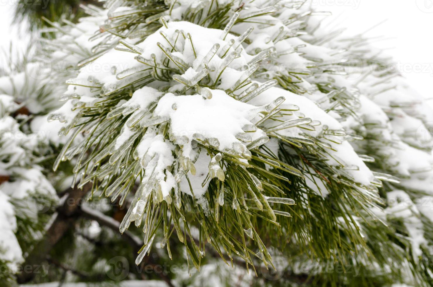 neige sur les aiguilles de pin photo