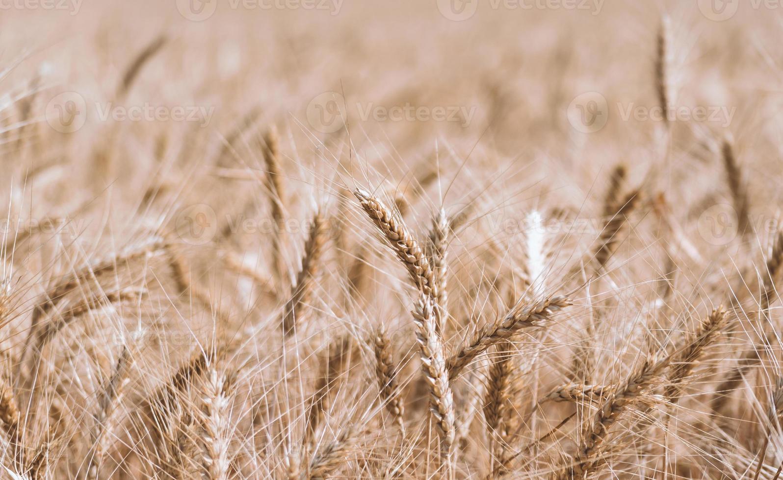 champ de blé beige photo