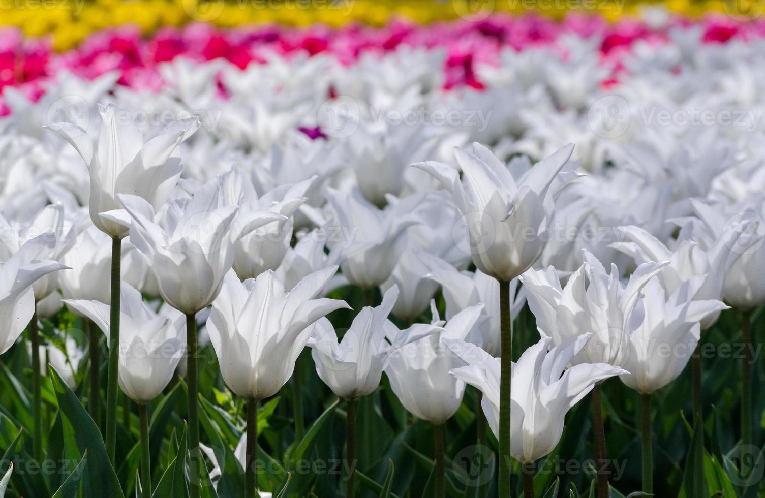 champ de tulipes colorées photo