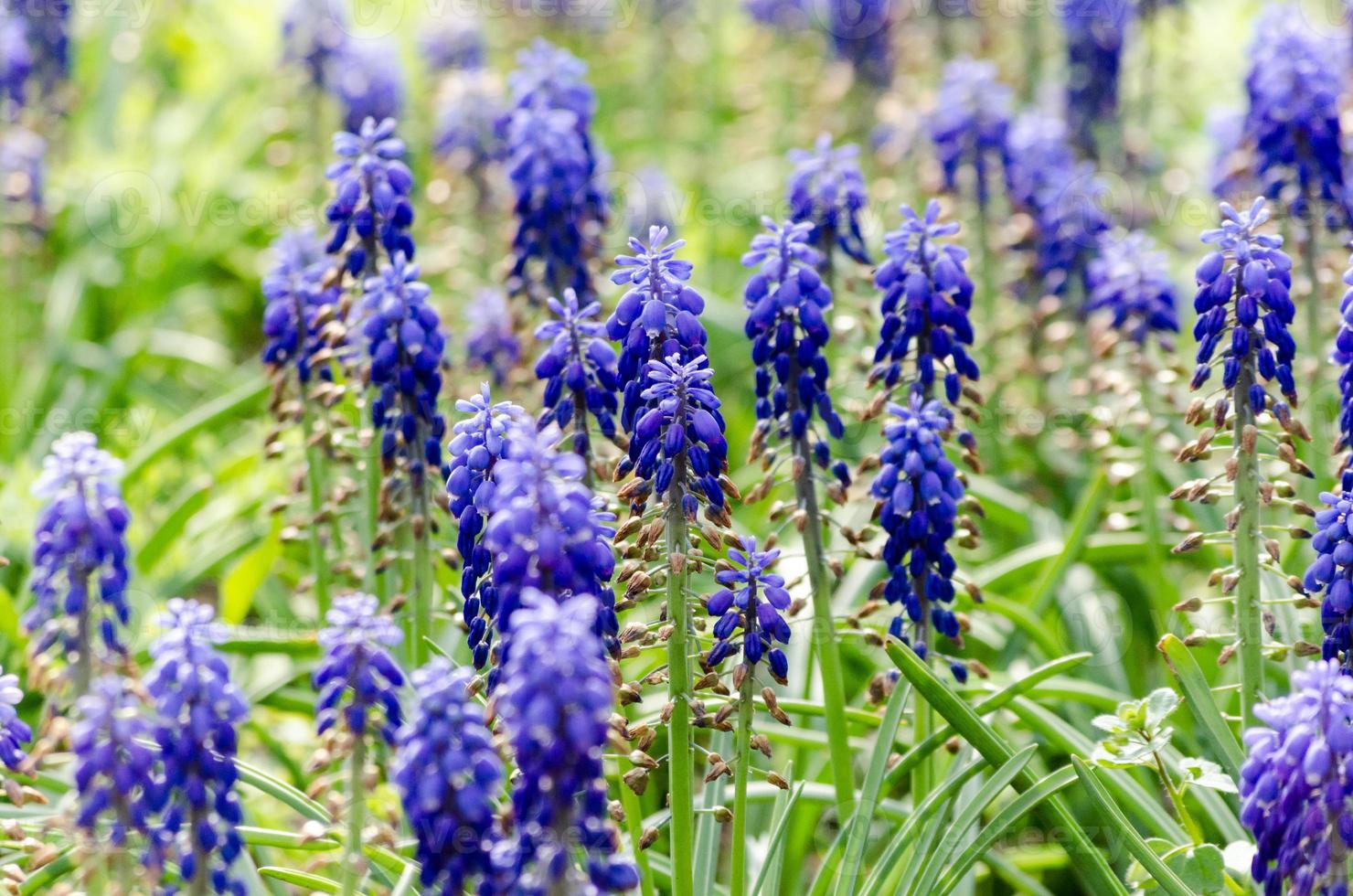 champ de fleurs de jacinthe bleue photo