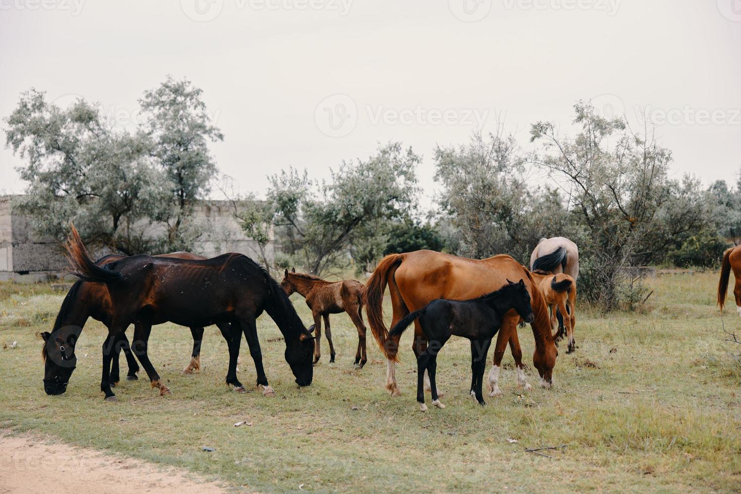 troupeau de les chevaux pâturer sur le ferme photo