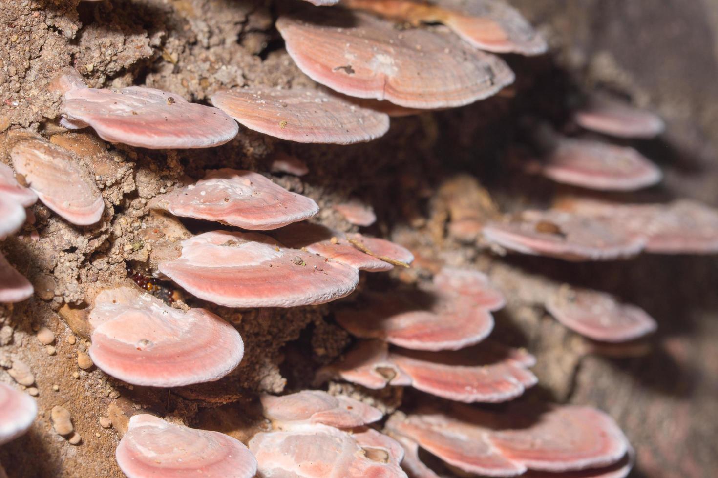 Macro gros plan de champignons bruns à l'état sauvage photo