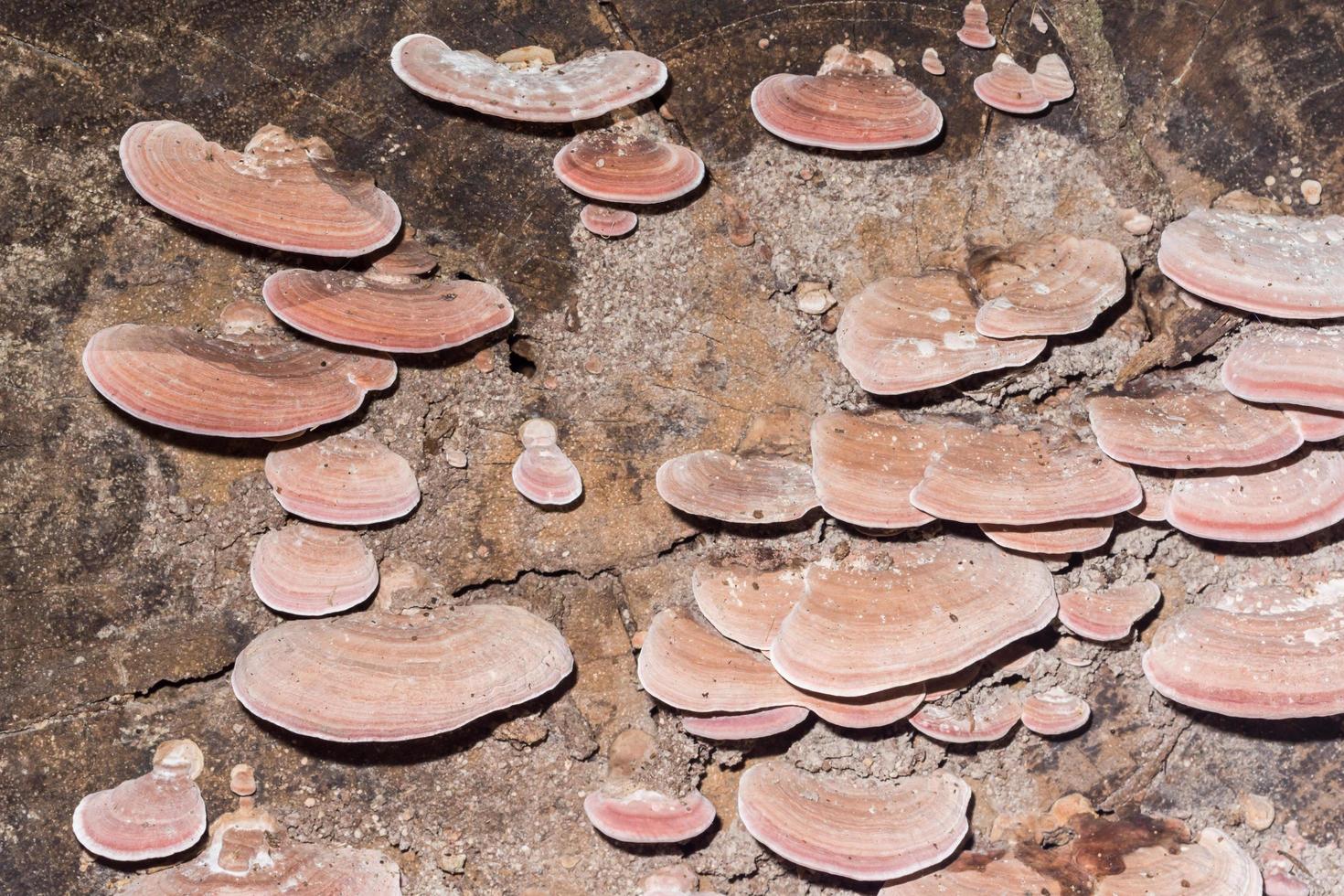 Macro gros plan de champignons bruns à l'état sauvage photo