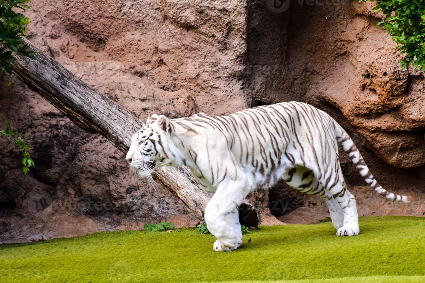 tigre blanc au zoo photo