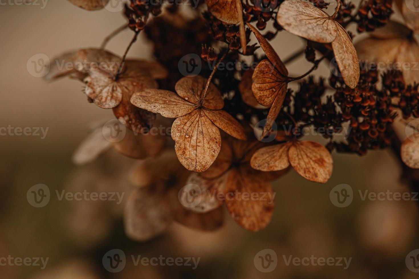 marron flétri ornemental fleurs dans le jardin sur une cool l'automne journée photo