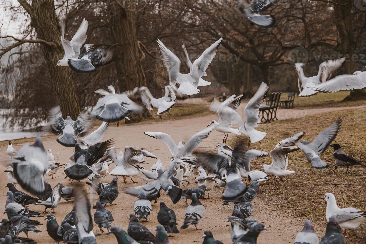 des oiseaux, pigeons et sternes pendant hiver alimentation dans une parc dans Pologne photo