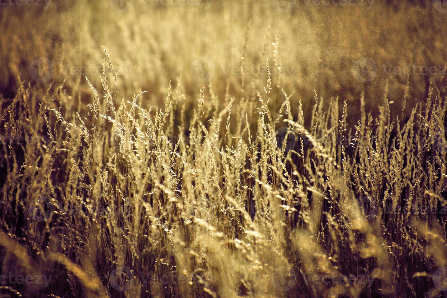 d'or été sauvage herbe dans le éternel chaud doux Soleil photo
