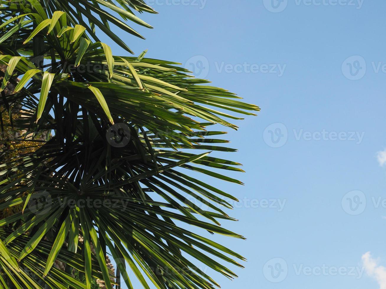 palmier sur l'espace de copie de ciel bleu photo