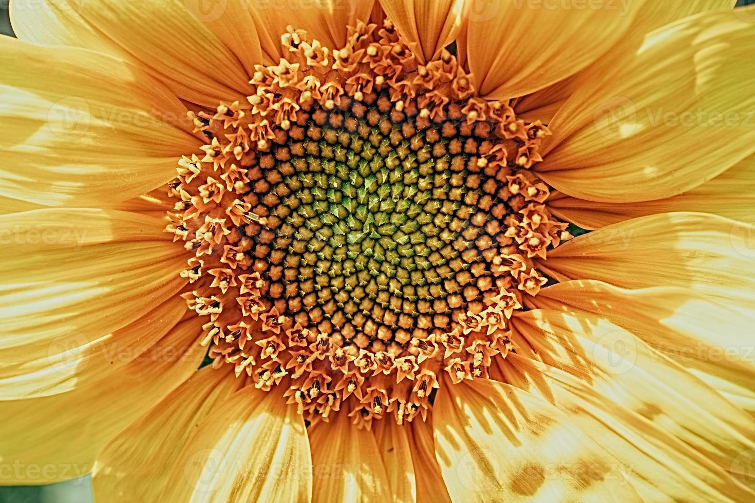 Jaune tournesol fleur fermer formant une Naturel Contexte photo