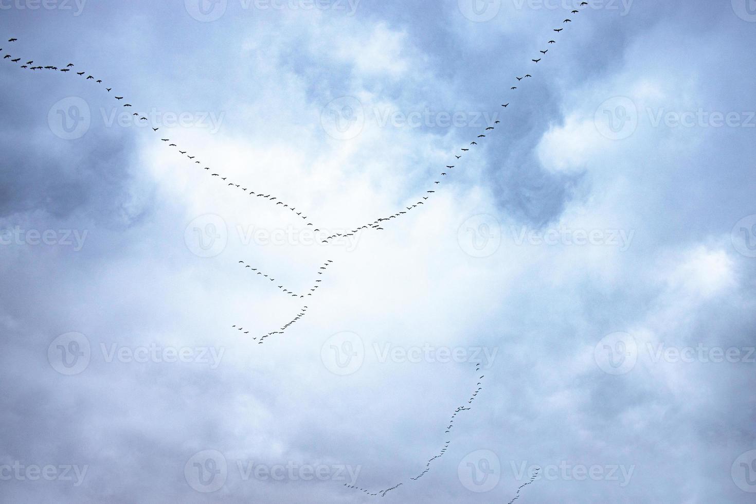 en volant noir des oiseaux dans le ciel contre une Contexte de des nuages photo