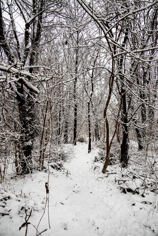 hiver Naturel paysage avec couvert de neige des arbres dans le forêt et une étroit chemin photo