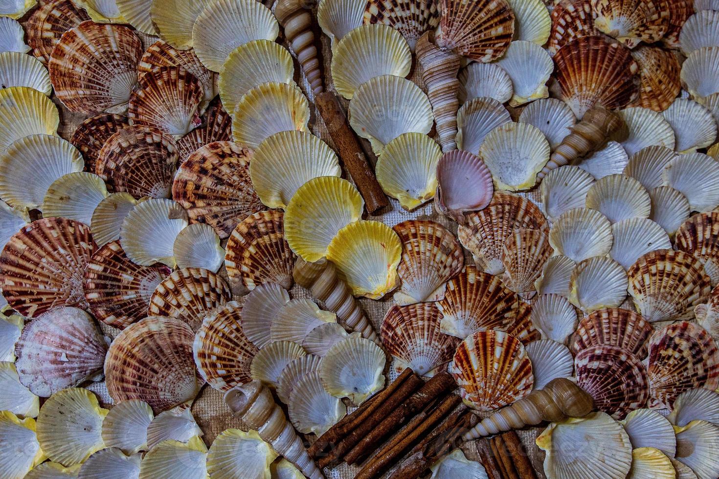 Contexte avec coquilles Naturel modèle coloré abstraction photo