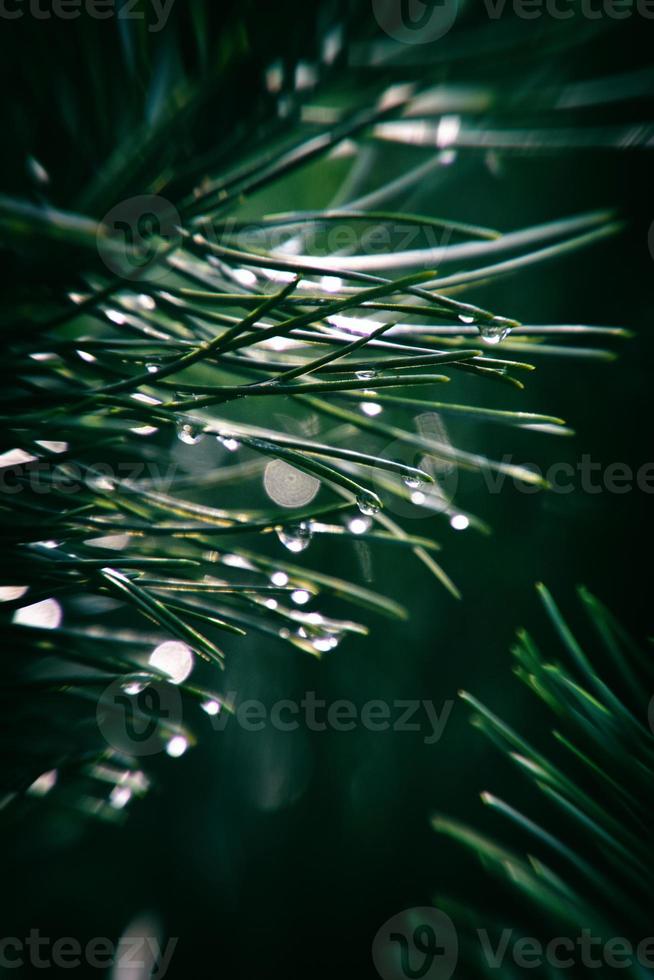 pin branche avec gouttes de l'automne pluie dans le l'automne Soleil photo