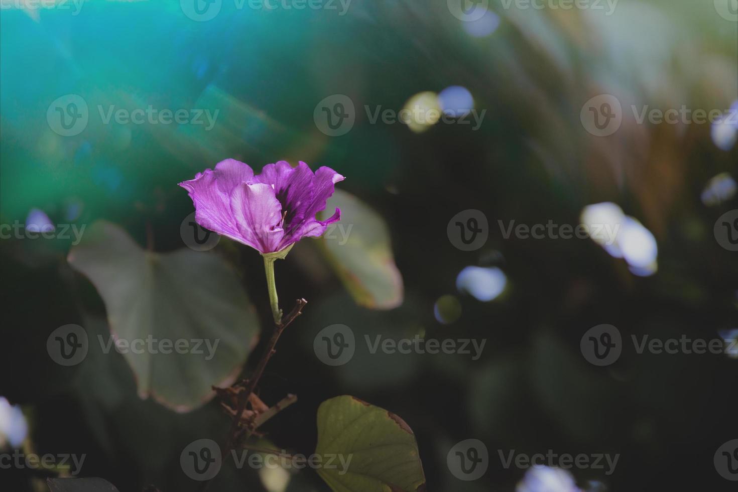 violet fleur sur une arbre sur une été journée dans Espagne contre une Contexte de vert feuilles photo