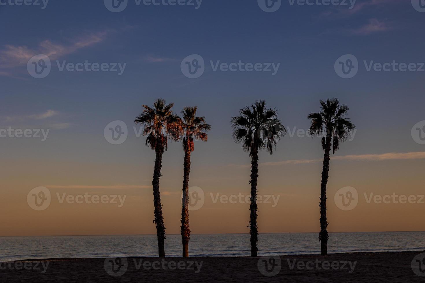 bord de mer paysage paix et silencieux le coucher du soleil et quatre paume des arbres sur le plage photo