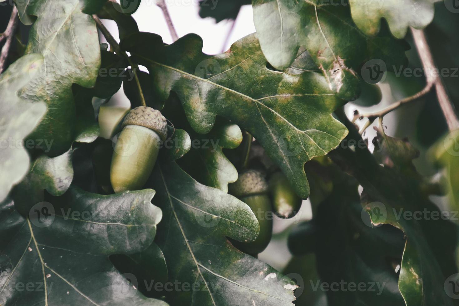 vert l'automne glands sur le branche de un chêne parmi le feuilles photo