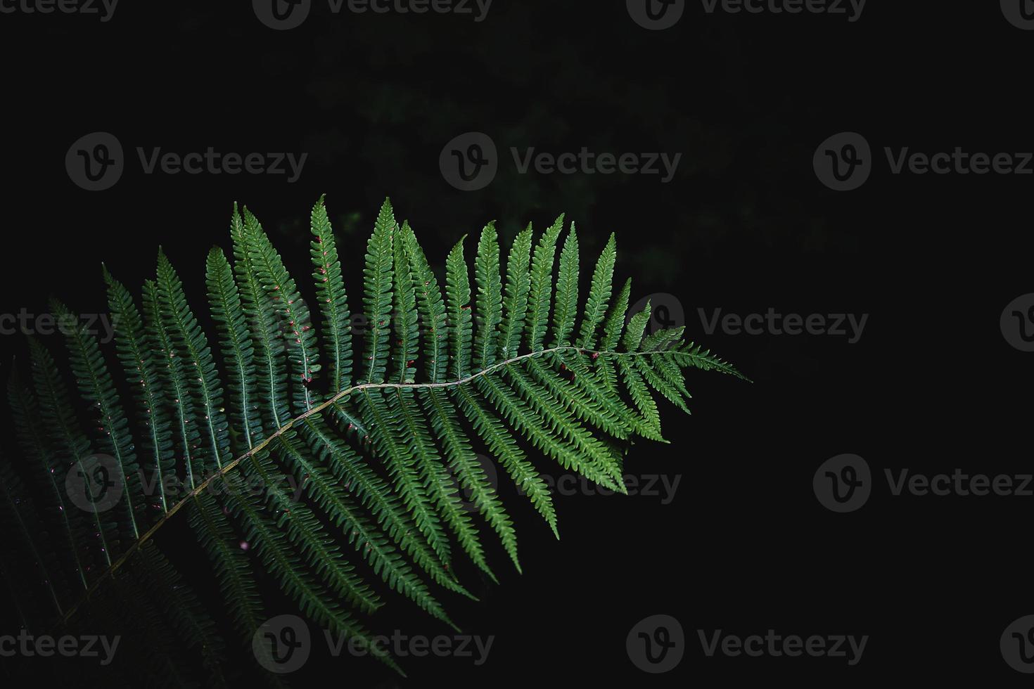 original vert fougère feuilles sur une foncé Contexte dans le forêt sur une été journée photo